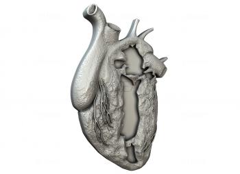 3D модель Сердце в разрезе (STL)